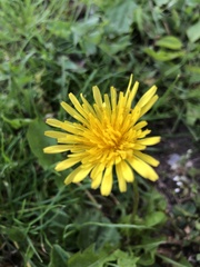 Taraxacum