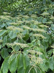 Angiospermae