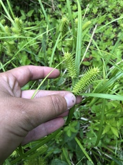 Carex comosa