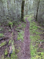 Pleurotus purpureo-olivaceus