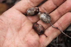 Corymbia clarksoniana