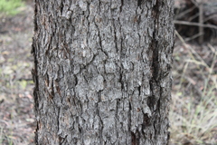 Corymbia clarksoniana