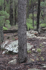 Corymbia clarksoniana