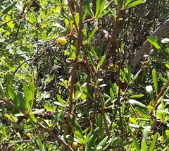 Peraphyllum ramosissimum