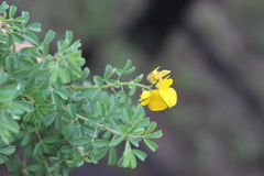 Crotalaria dissitiflora