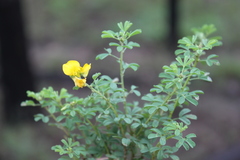 Crotalaria dissitiflora