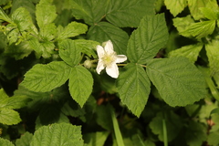 Rubus tuberculatus