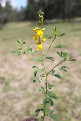Crotalaria dissitiflora