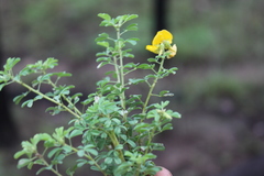 Crotalaria dissitiflora
