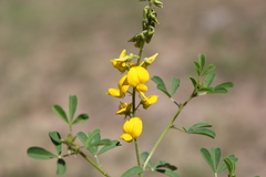 Crotalaria dissitiflora