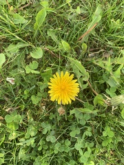 Taraxacum