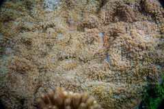 Rhodactis