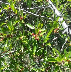 Peraphyllum ramosissimum