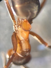 Formica polyctena