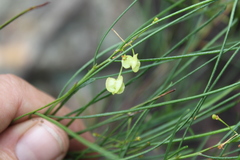Dodonaea stenophylla