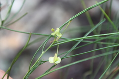 Dodonaea stenophylla