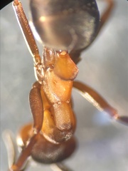 Formica polyctena