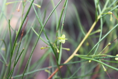 Dodonaea stenophylla