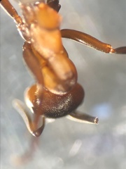 Formica polyctena