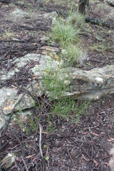 Dodonaea stenophylla