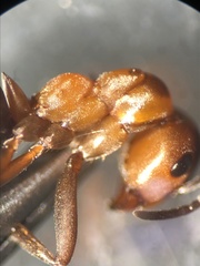 Formica polyctena