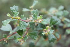 Dodonaea triangularis