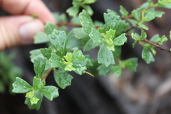 Dodonaea triangularis