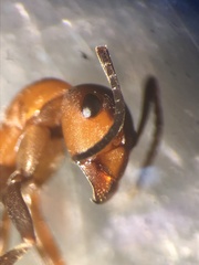 Formica polyctena