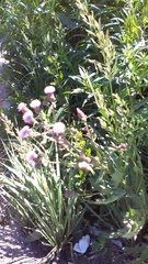 Cirsium arvense