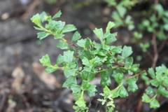 Dodonaea triangularis