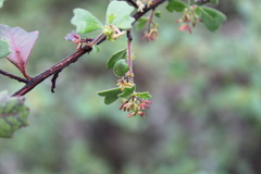 Dodonaea triangularis