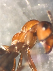 Formica polyctena