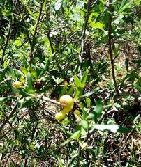 Peraphyllum ramosissimum