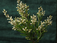 Agiortia pedicellata