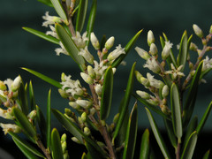 Agiortia pedicellata