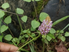 Uraria