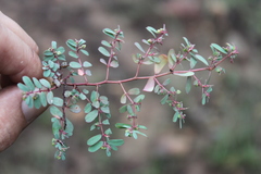 Euphorbia drummondii