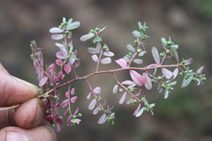 Euphorbia drummondii