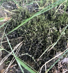Selaginella apoda