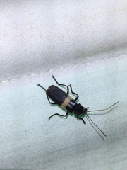 Chauliognathus tripartitus
