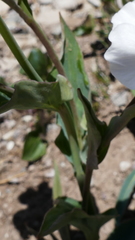 Ranunculus amplexicaulis