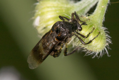 Ripiphoridae