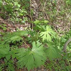 Aconitum septentrionale