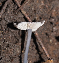Entoloma albidocoeruleum
