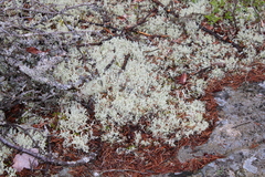 Cladonia boryi