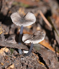 Entoloma albidocoeruleum
