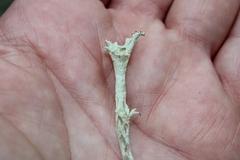 Cladonia boryi
