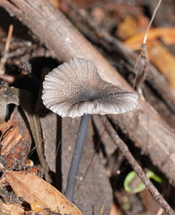 Entoloma albidocoeruleum