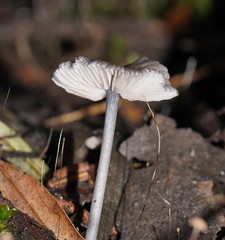 Entoloma albidocoeruleum