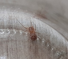 Scytodes thoracica